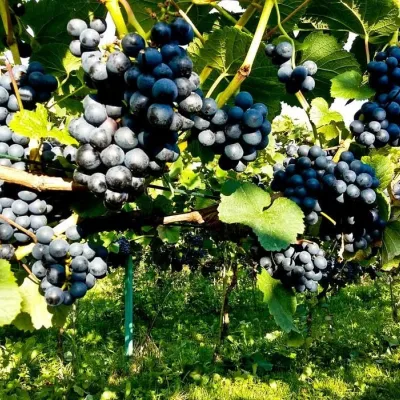 Piwnice Antoniego in Wola Lubecka: wine, honey and tastings — 2