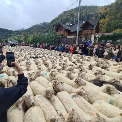 Осінній редик у Щавниці: тисячі овець, осципки й баци — 2