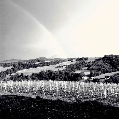 Chodorowa vineyard near Grybów: tour and wine tasting — 4
