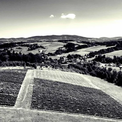 Chodorowa vineyard near Grybów: tour and wine tasting — 2