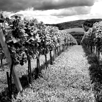 Chodorowa vineyard near Grybów: tour and wine tasting — 3