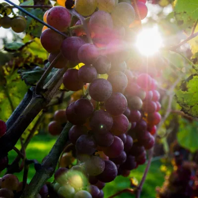 Winnica Chronów: natural wines where the Island Beskids begin — 5