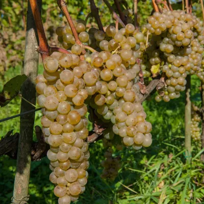 Winnica Chronów: natural wines where the Island Beskids begin — 3