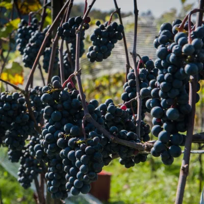 Winnica Chronów: natural wines where the Island Beskids begin — 2