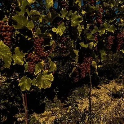 Winnica Kmiecia in Zahutyń near Sanok: tastings and events — 2