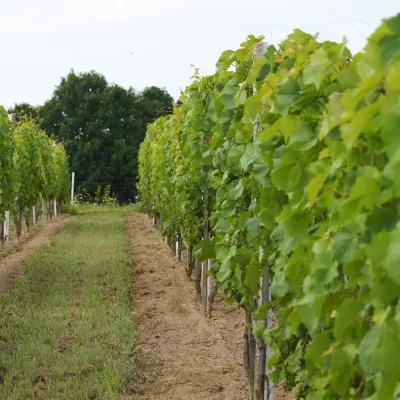 Sztukówka Vineyard near Frysztak: wines named after folk instruments — 4