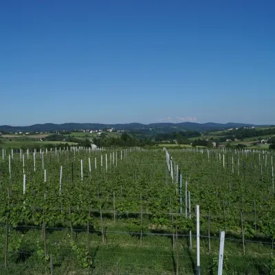 Sztukówka Vineyard near Frysztak: wines named after folk instruments — 2