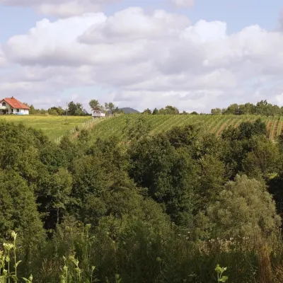 Sztukówka Vineyard near Frysztak: wines named after folk instruments
