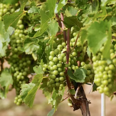 Sztukówka Vineyard near Frysztak: wines named after folk instruments — 3