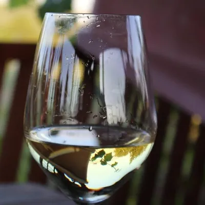 Vanellus Vineyard, Jareniówka near Jasło: wine tastings — 5