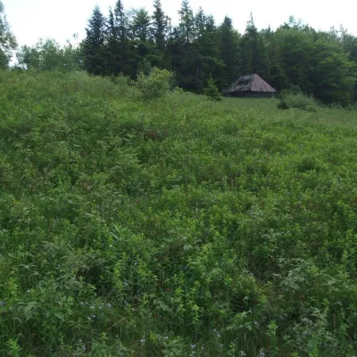 Turbaczyk Glade — 3