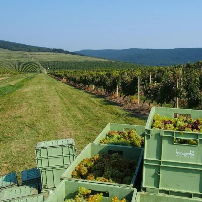 Winiarnia Chateau Grand Bari w Veľkiej Barze: tufowe piwnice Tokaju — 5