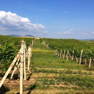 Winiarnia Chateau Grand Bari w Veľkiej Barze: tufowe piwnice Tokaju — 4