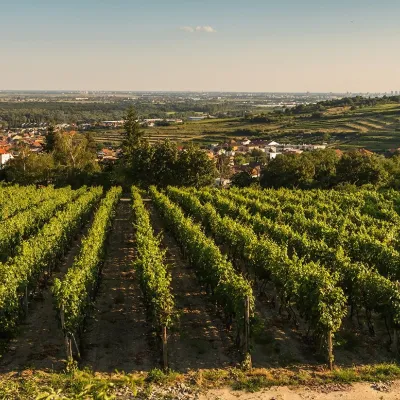Winiarnia Dubovský & Grančič w Svätým Jurze: degustacje i sekt