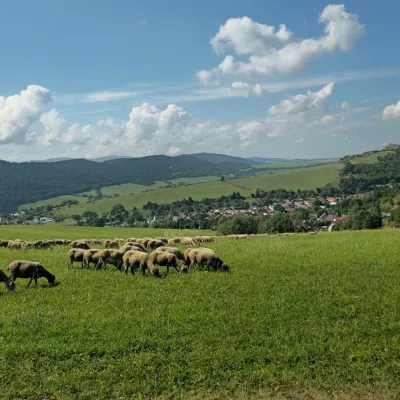 Farma Kamenica – rodzinna owczarnia z serami owczymi na Szaryszu