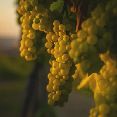 Juran z Modry winery: tastings in a Modra wine shop — 5