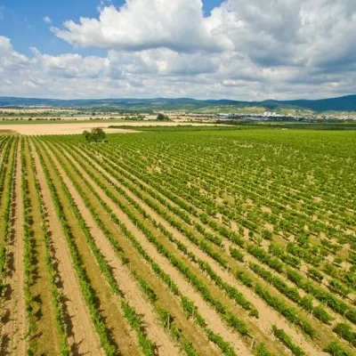 Karpatská Perla winery in Šenkvice: tastings and cellar — 3
