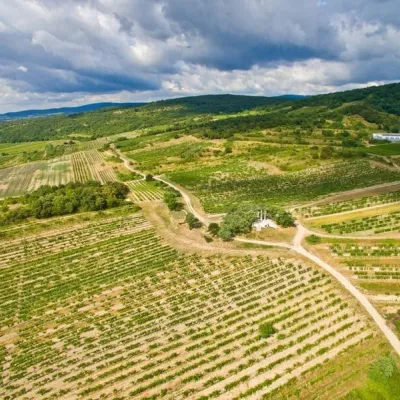 Karpatská Perla winery in Šenkvice: tastings and cellar — 4