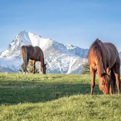 Kone vo Východnej: horse rides below the Tatras — 2