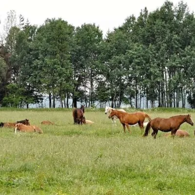 Kone vo Východnej: horse rides below the Tatras — 3