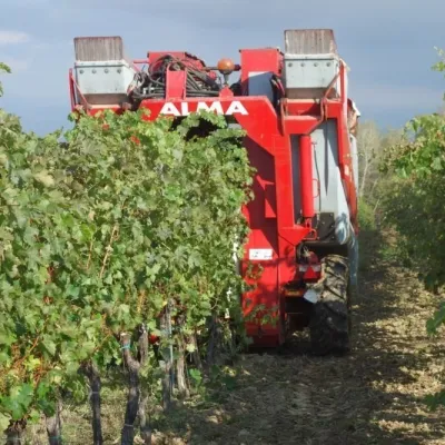 Winiarnia Pivnica Orechová pod Vihorlatem: degustacje w piwnicy — 4