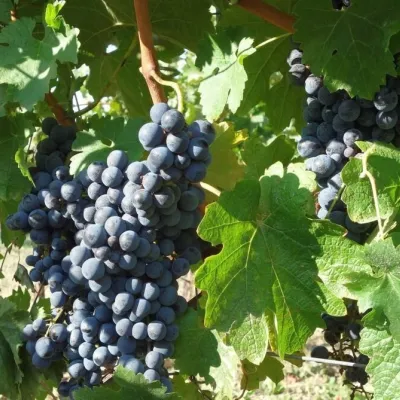 Winiarnia Pivnica Orechová pod Vihorlatem: degustacje w piwnicy — 5