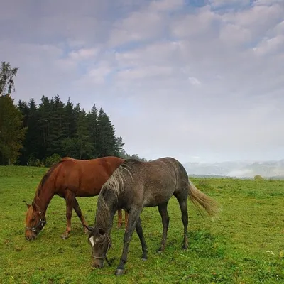Ranč u Trapera, Podlesok: Horse Rides in the Slovak Paradise — 3