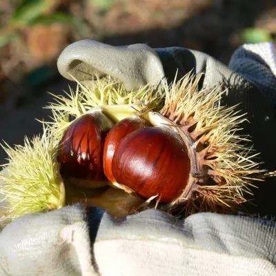 Winiarnia Magula w Suchej nad Parnou: wina biodynamiczne i farma — 5