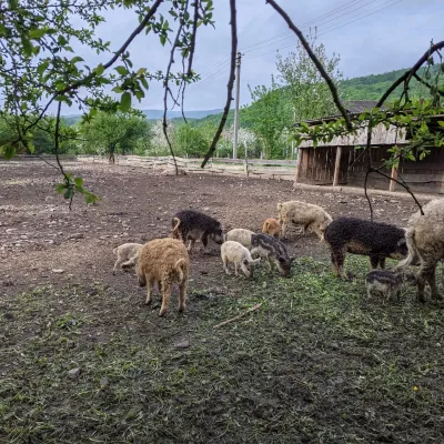 Csiga-Biga “Merry Stable” Farm, Velykyi Bereznyi — 2
