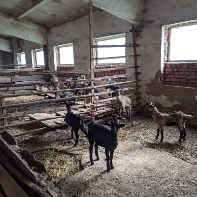 Csiga-Biga “Merry Stable” Farm, Velykyi Bereznyi — 4