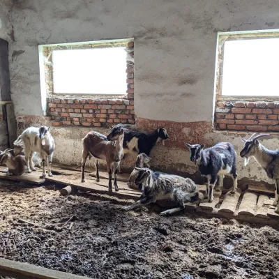 Csiga-Biga “Merry Stable” Farm, Velykyi Bereznyi — 3