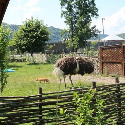 Ekofarma bawołów „Rajski Zakątek”, Horinczowo — 3
