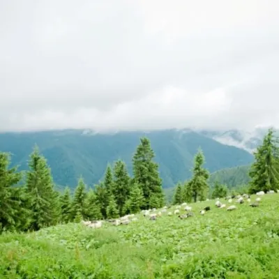 Школа вівчарства на Стримбі, Колочава — 2