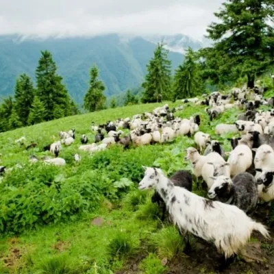 Школа вівчарства на Стримбі, Колочава