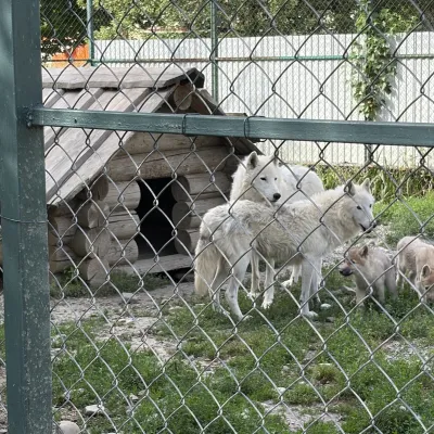 Екопарк «Долина Вовків», Синевирська Поляна — 2