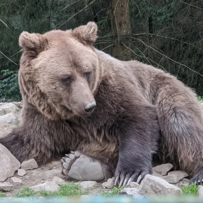 Ośrodek Rehabilitacji Niedźwiedzia Brunatnego PN „Synewyr”, Synewyrska Polana