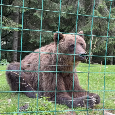 Ośrodek Rehabilitacji Niedźwiedzia Brunatnego PN „Synewyr”, Synewyrska Polana — 5