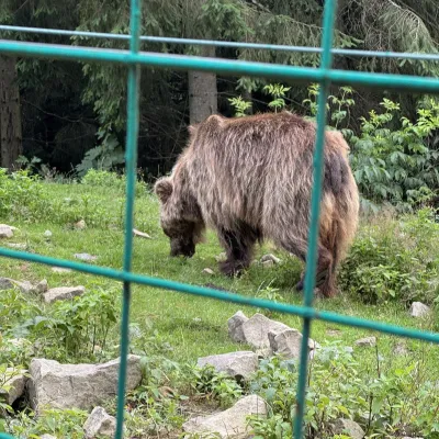 Ośrodek Rehabilitacji Niedźwiedzia Brunatnego PN „Synewyr”, Synewyrska Polana — 3