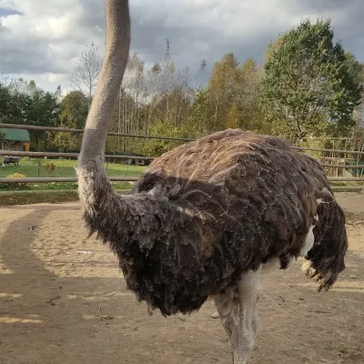Savanna Ostrich Farm, Lovahy — 4