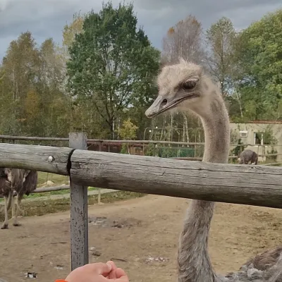 Savanna Ostrich Farm, Lovahy — 5