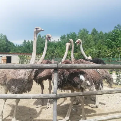 Savanna Ostrich Farm, Lovahy