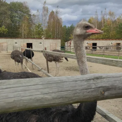 Savanna Ostrich Farm, Lovahy — 2