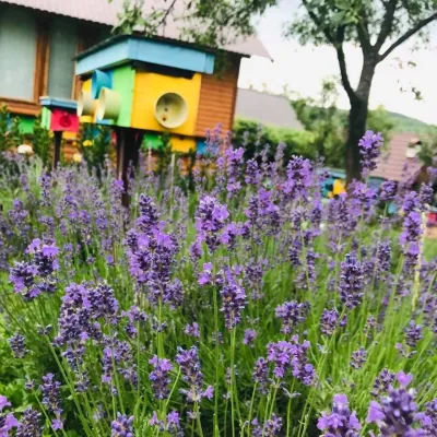 Lendel family breeding apiary, Zahattia — 3