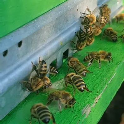 Pcholnik honey, Mukachevo — 5