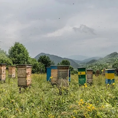 Бджолорозплідник «Медовий край», Великі Лучки — 2