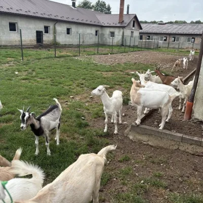 Farma mleczna „Mukko”, Uhersko — 4