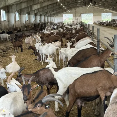 Farma mleczna „Mukko”, Uhersko