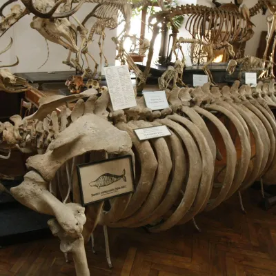 Ludowe Muzeum Zoologiczne Lwowskiego Uniwersytetu Narodowego im. Iwana Franki — 2