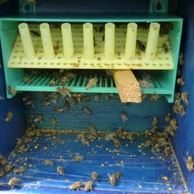 Бджолині диво-хатки, Старий Косів — 2