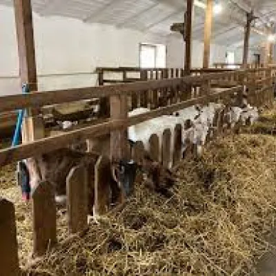 Eliza's farm — 4